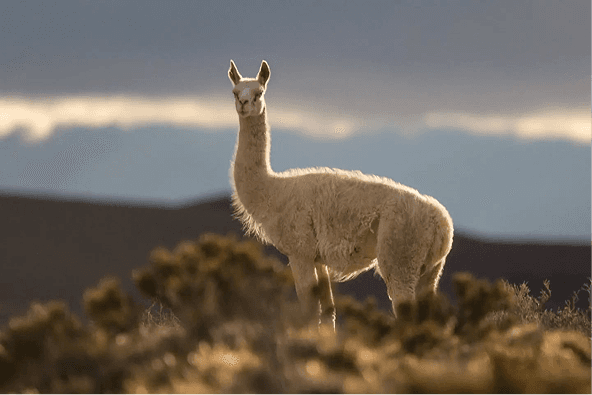 Fauna nativa de la Patagonia